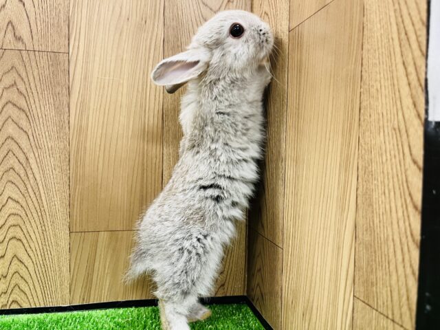 ドワーフラビット