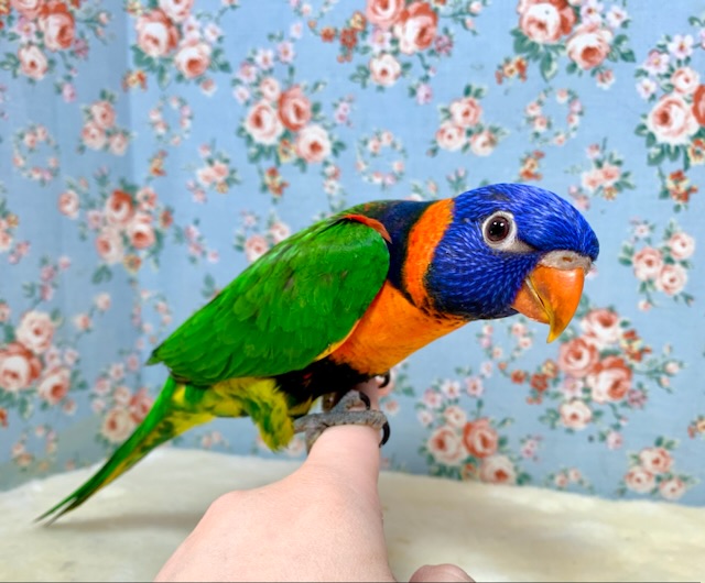 アカエリゴシキセイガイインコ