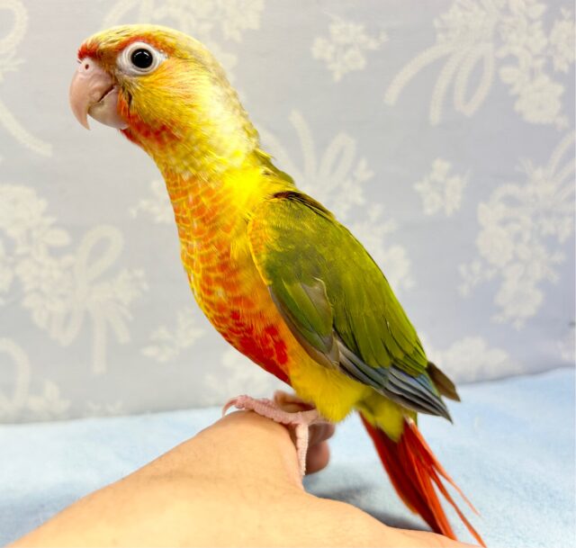 ホオミドリウロコインコ