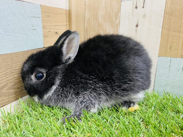 ネザーランドドワーフ