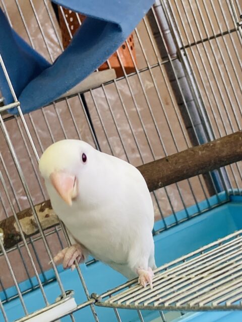 コザクラインコ（小桜インコ）