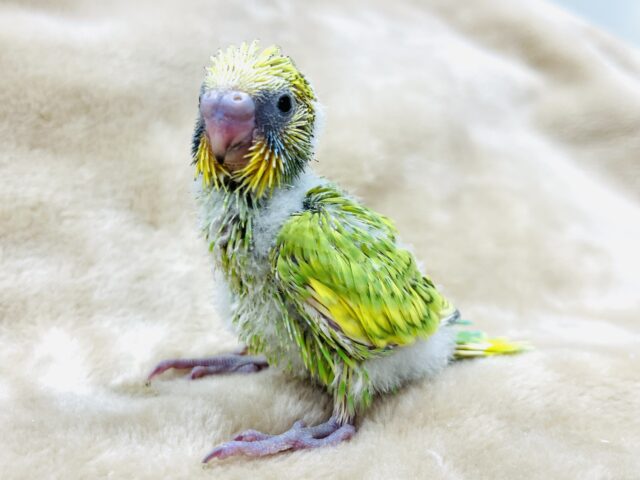 菜の花カラー🌼🌱セキセイインコ(スパングル) ヒナ セキセイインコ