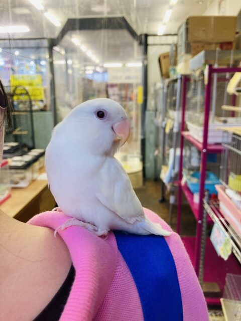 コザクラインコ（小桜インコ）