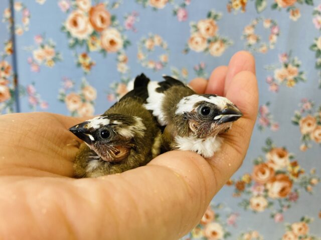 十姉妹（ジュウシマツ）