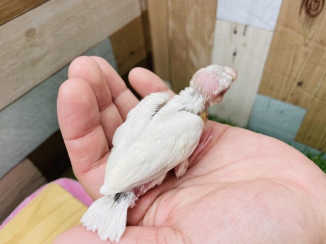シルバーイノ文鳥