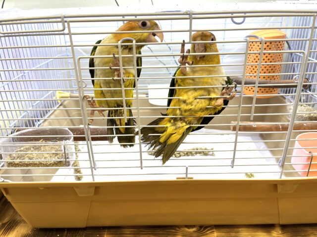 シロハラインコ