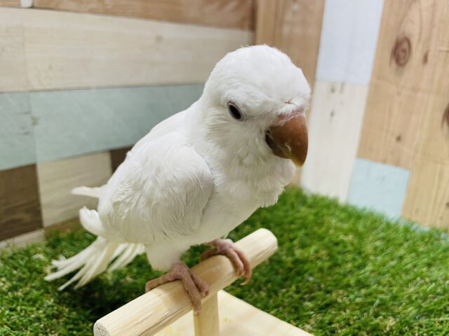 オキナインコ