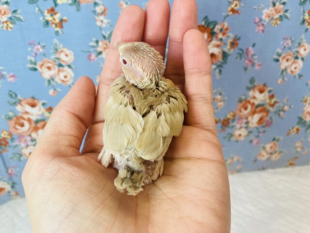 シナモン文鳥