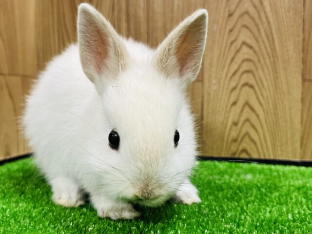 ネザーランドドワーフ