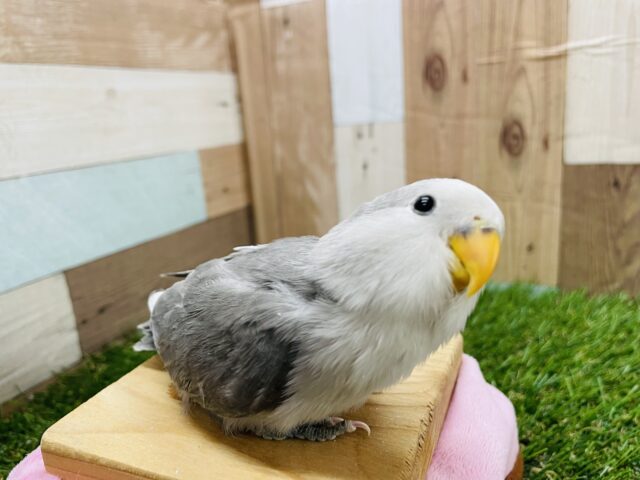 コザクラインコ（小桜インコ）