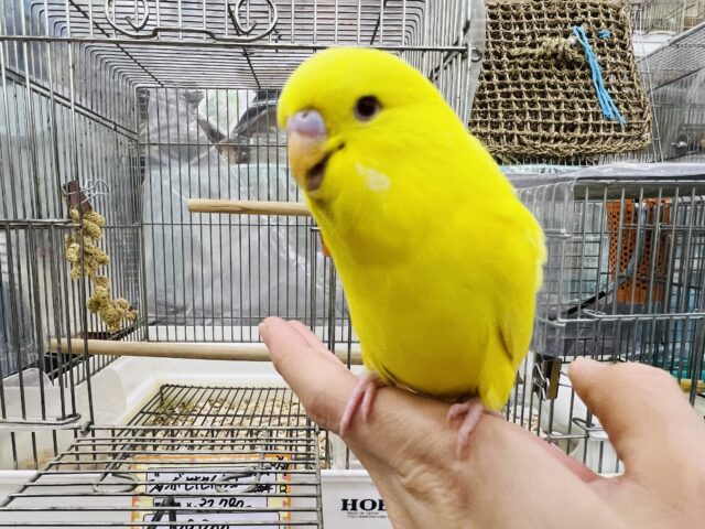 ジャンボセキセイインコ