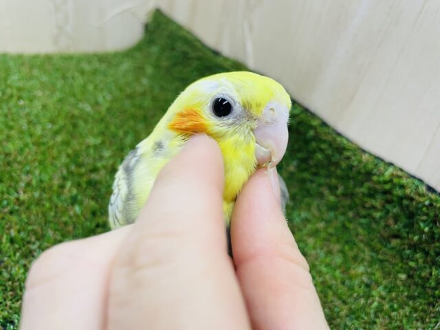 オカメインコ