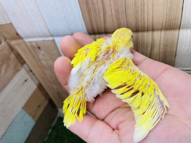 セキセイインコ
