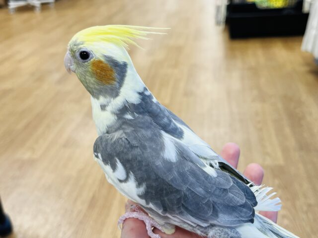 オカメインコ