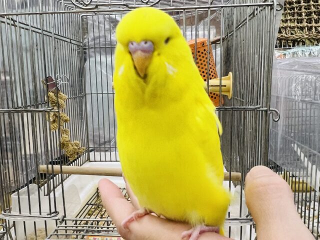 ジャンボセキセイインコ