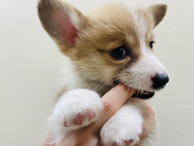 ウェルシュコーギー・ペンブローグ