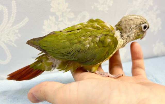 ホオミドリウロコインコ