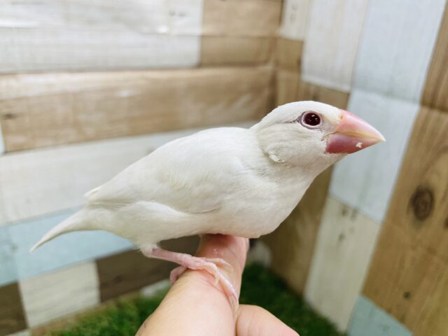 シルバーイノ文鳥