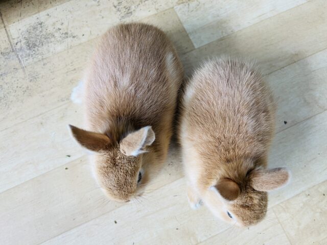 ネザーランドドワーフ