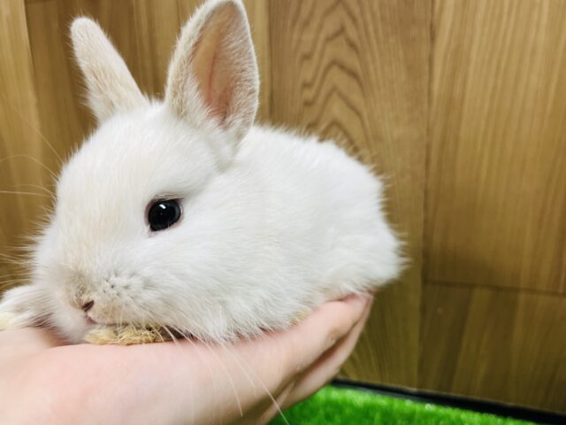 ドワーフラビット