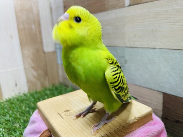 セキセイインコ