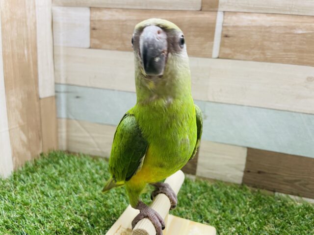 セネガルパロット