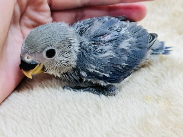 きゅるるん瞳✨️あざとい系です♪コザクラインコ(バイオレット)ヒナ コザクラインコ(小桜インコ)