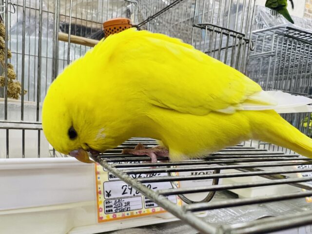 ジャンボセキセイインコ