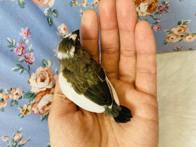 十姉妹（ジュウシマツ）