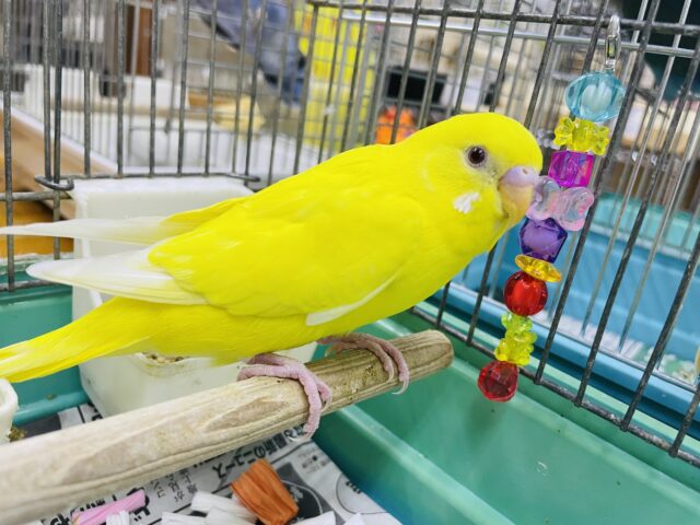 セキセイインコ