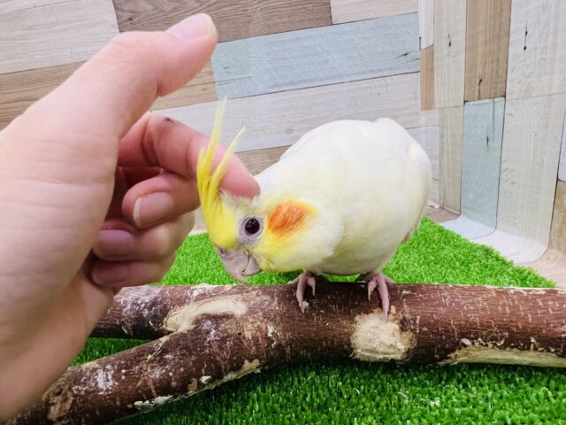 オカメインコ