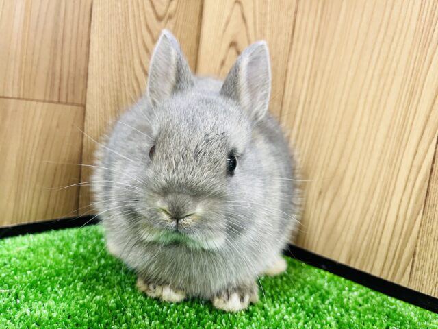 美うさぎ♡ぬいぐるみみたい🐰ネザーランドドワーフ(ブルーオター) ネザーランドドワーフ