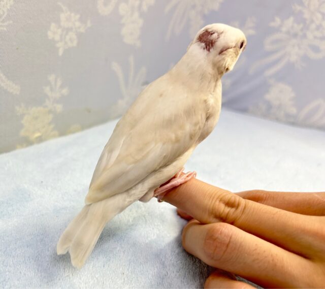 シルバーイノ文鳥