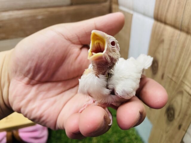 シルバーイノ文鳥