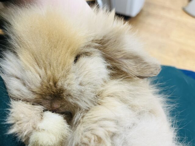 アメリカンファジーロップ