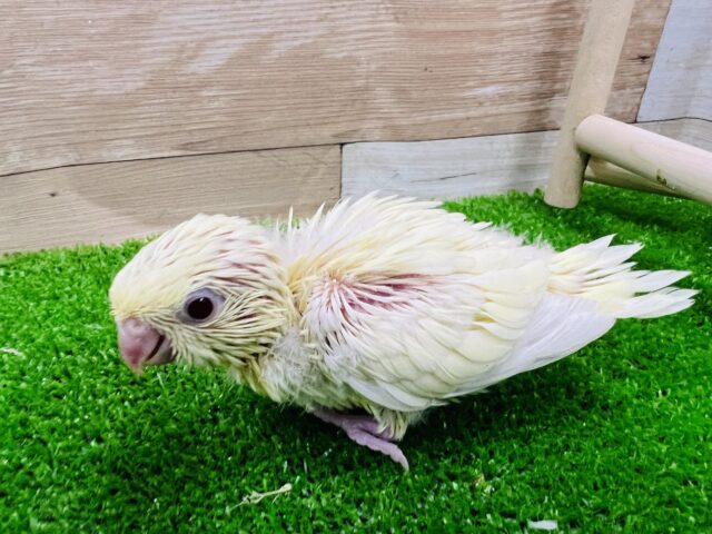 サザナミインコ