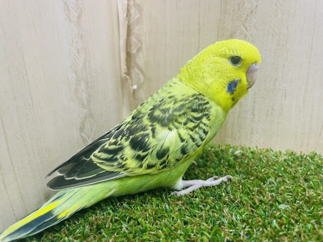 ジャンボセキセイインコ