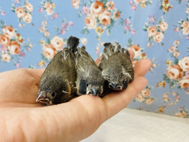 錦花鳥（キンカチョウ）