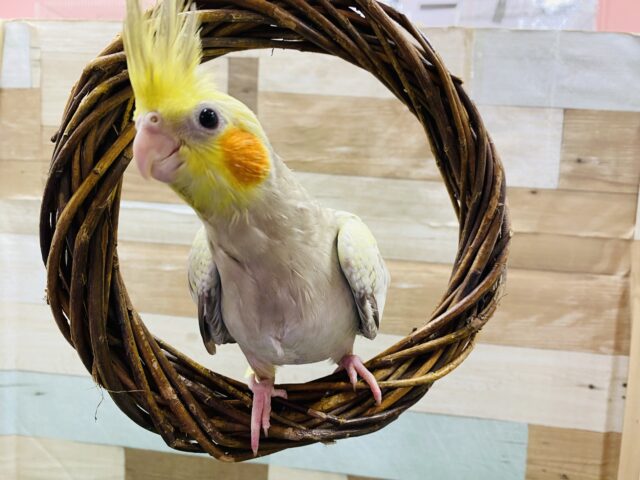 オカメインコ