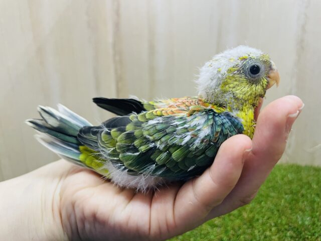 ビセイインコ（美声インコ）