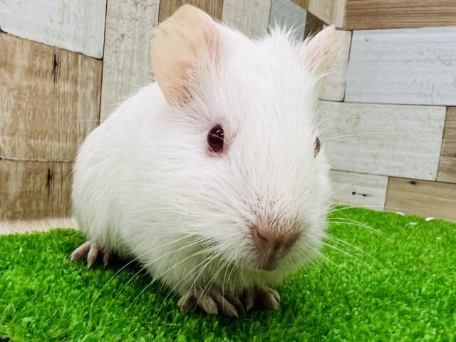 イングリッシュモルモット