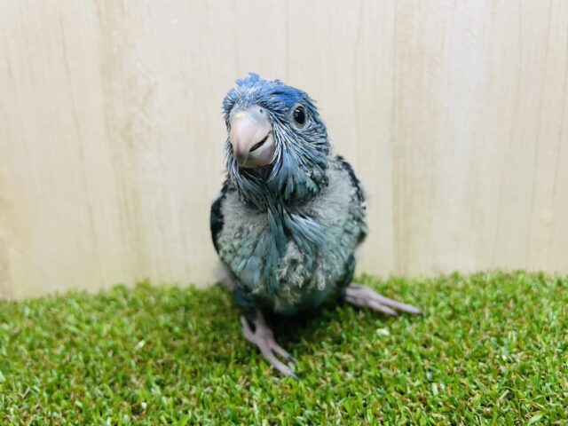 サザナミインコ