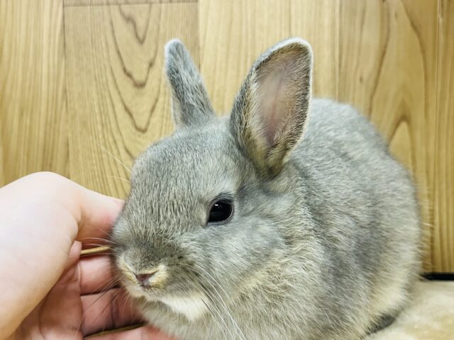 ネザーランドドワーフ