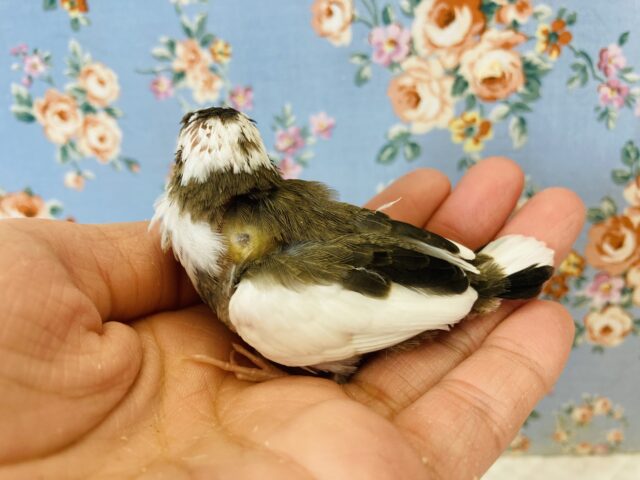 十姉妹（ジュウシマツ）