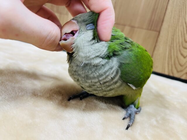 【最新動画更新🪄】いっぱい食べる君が好き♫オキナインコ(グリーン)ヒナ オキナインコ