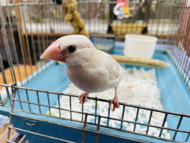 シルバー文鳥