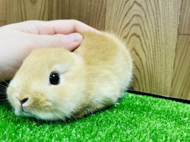 ネザーランドドワーフ