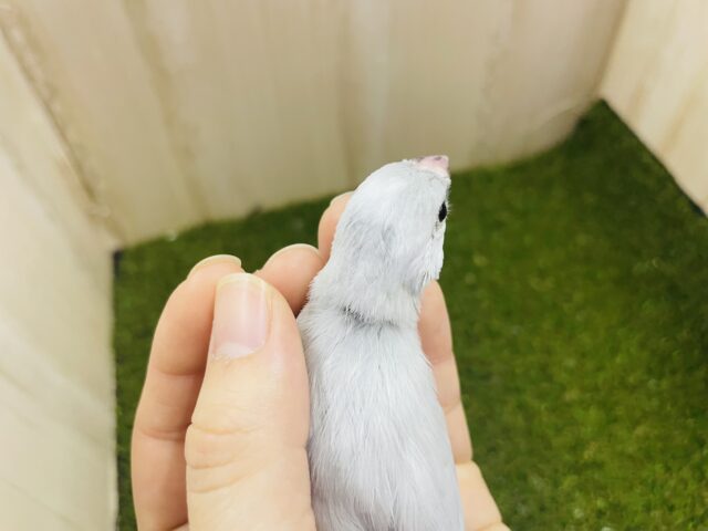 シルバー文鳥