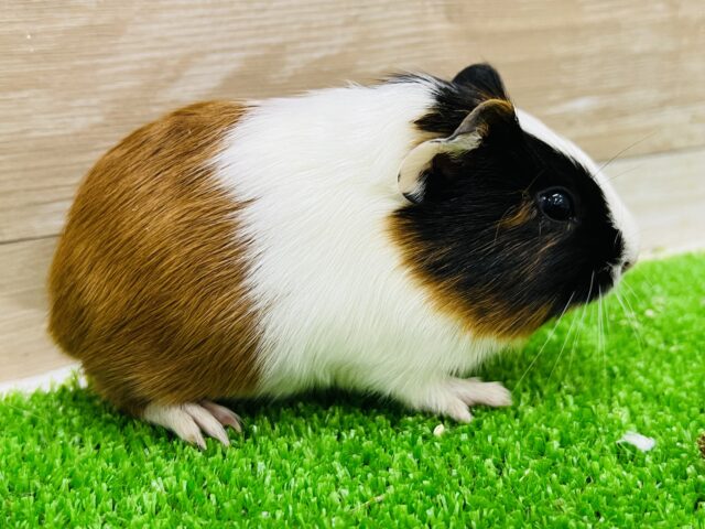 イングリッシュモルモット