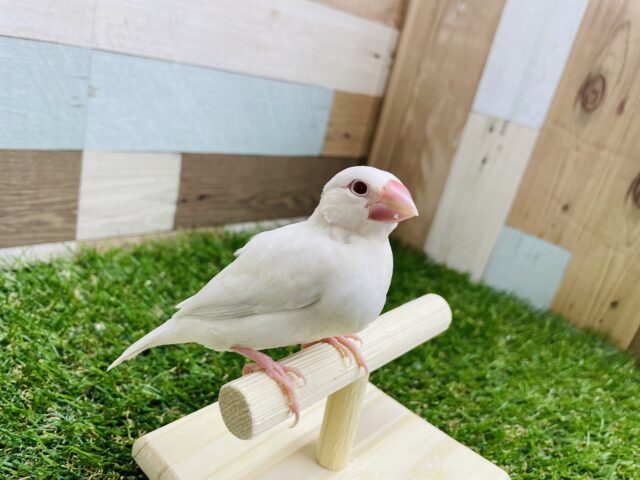 シルバーイノ文鳥